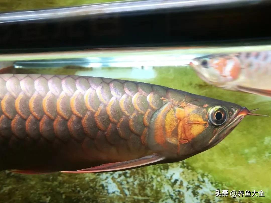 养红龙苗,养红龙如何搭配其他鱼