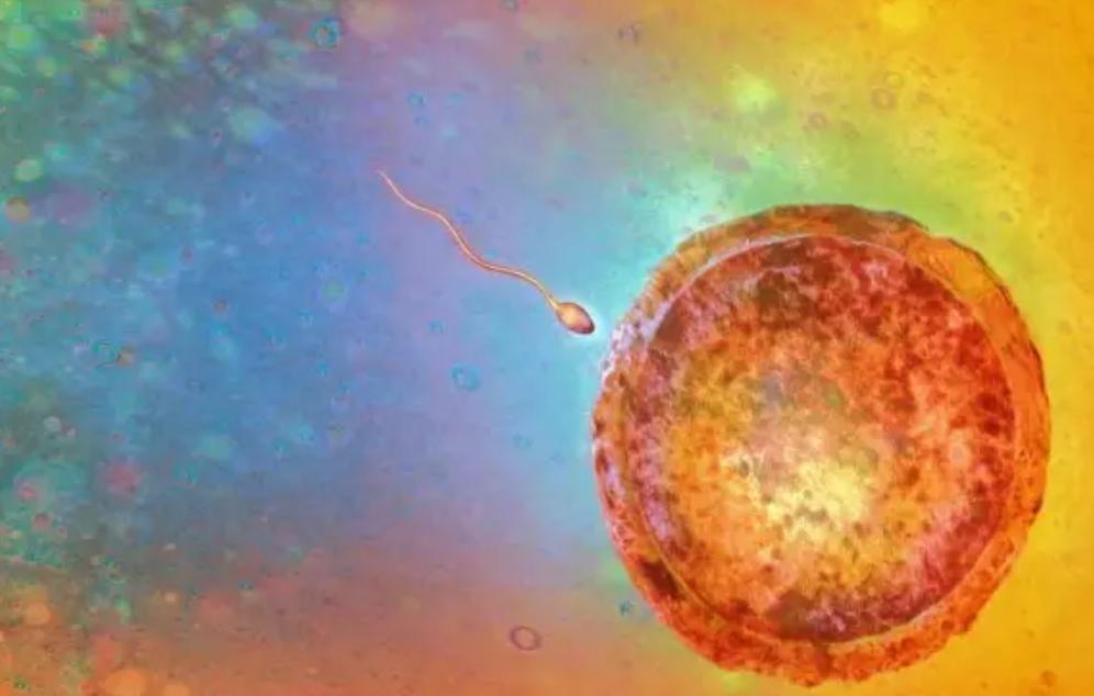 那些没找到卵子的精子,最后都去了哪?