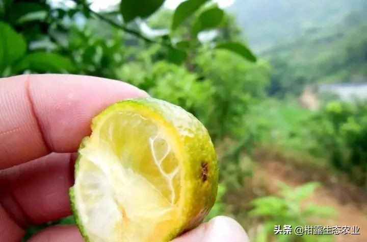 作物虫害识别大全图谱,果园物理防控虫害的方法