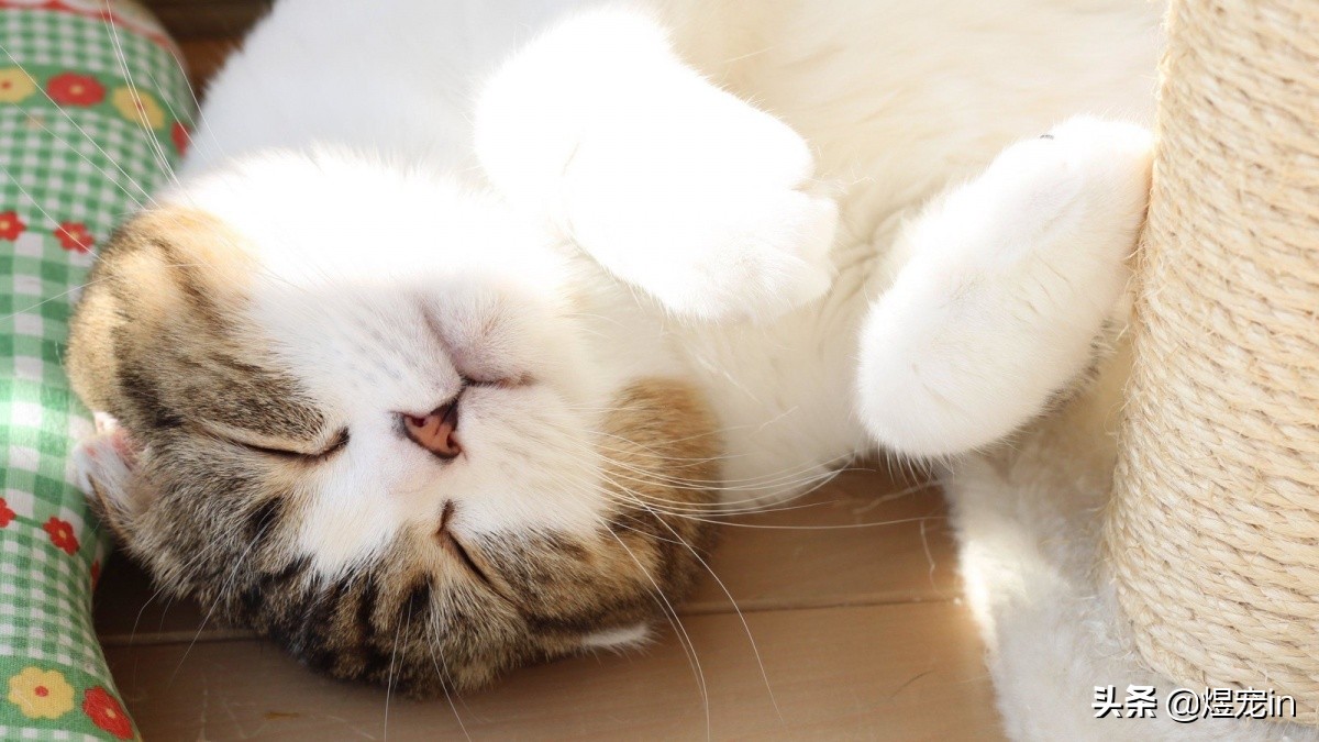 如何处置调皮的小猫咪,怎么让猫咪变得调皮捣蛋