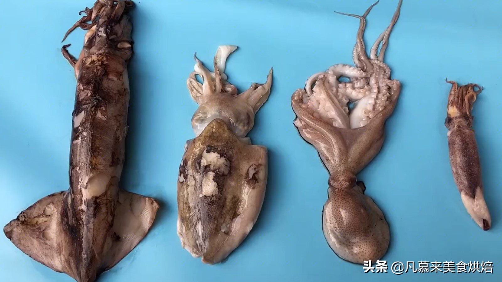 海兔墨鱼和八爪鱼哪个好吃,八爪鱼墨鱼鱿鱼海兔