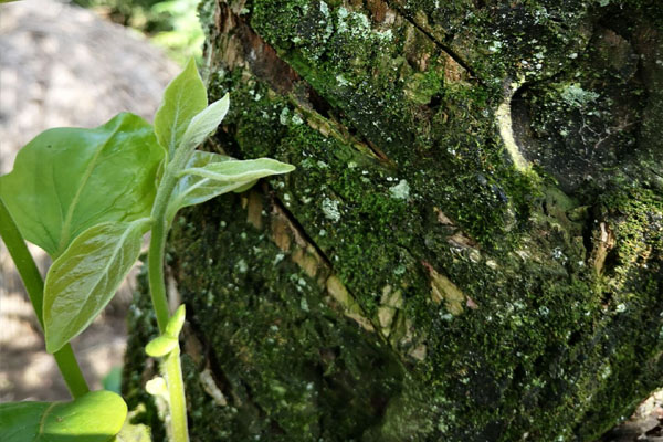 老柿子树主干太长咋处理,砍柿子树有什么讲究吗