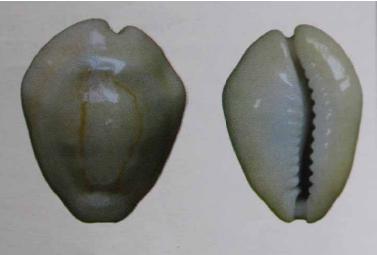 贝壳上的货币史：中国古代先贤和马克思到底谁错了？