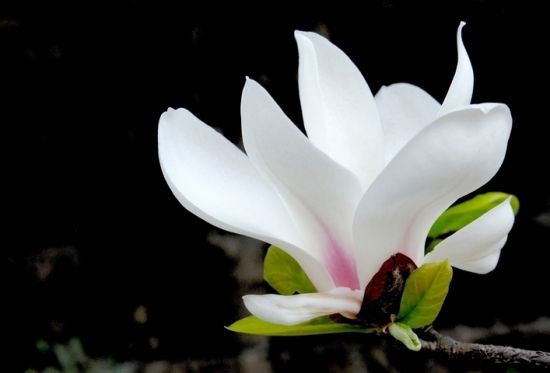 最美玉兰花树图片大全,最美玉兰花开