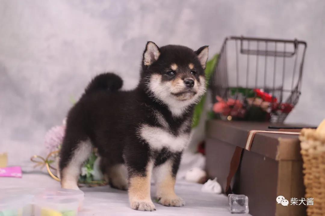 柴犬网上购买多少钱,拼多多上几百块的柴犬能买吗