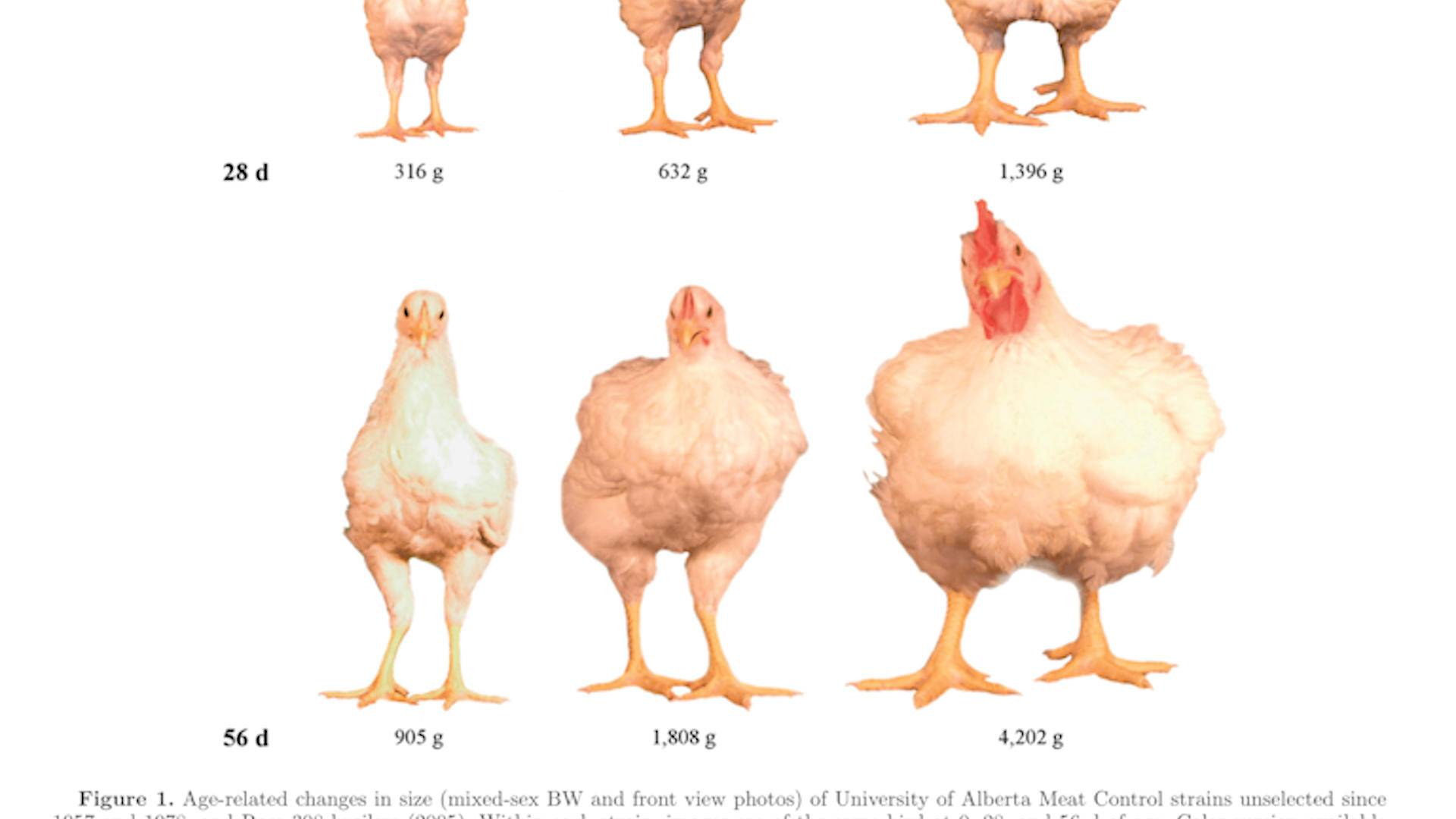 速生鸡与白羽鸡是什么,白羽鸡养殖技术和方法图解