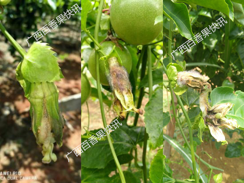 百香果灰霉病掉果怎么处理,黄金百香果灰霉病