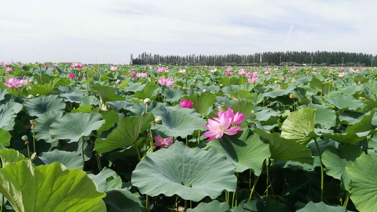 银川周末去哪儿玩,银川有什么旅游景点可以去的