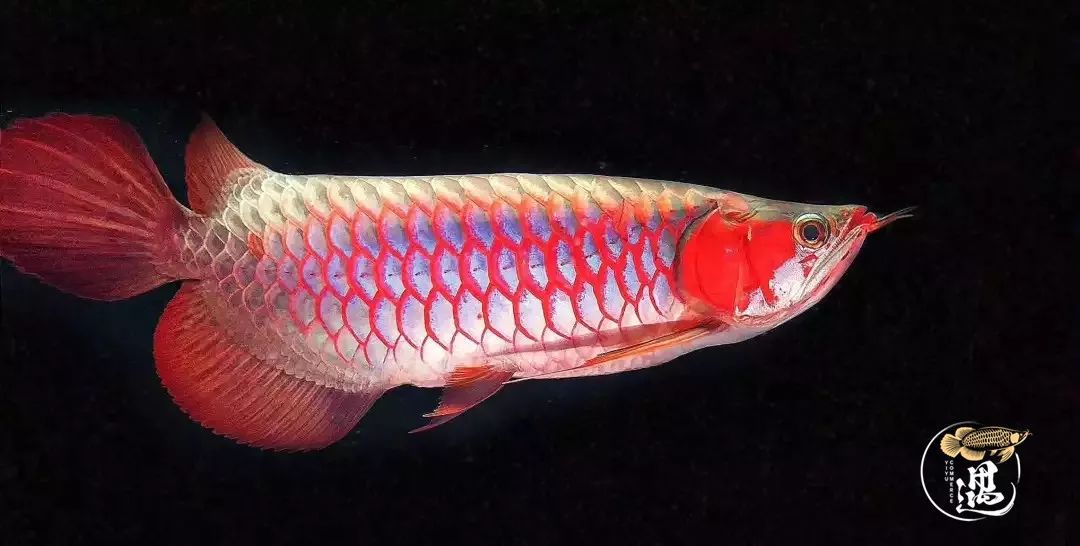 龙鱼如何防止掉尾游动视频,龙鱼翻过来了怎么救