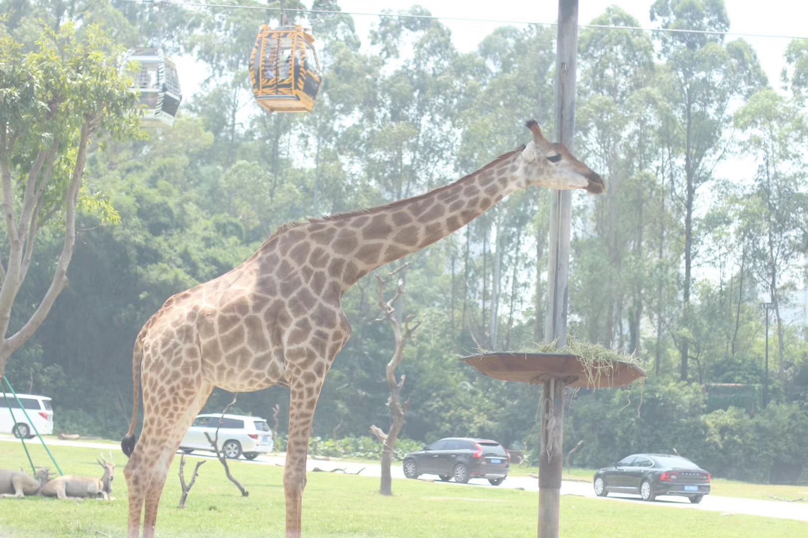 游玩广州长隆动物世界攻略,长隆动物王国旅游攻略