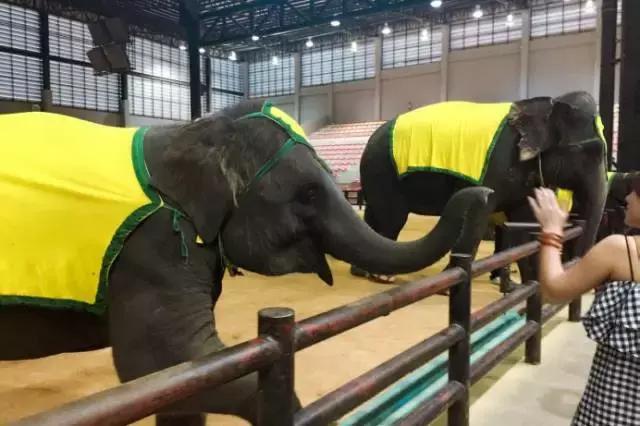 泰安节假日旅游景点,泰国之旅泰里泰气的旅行