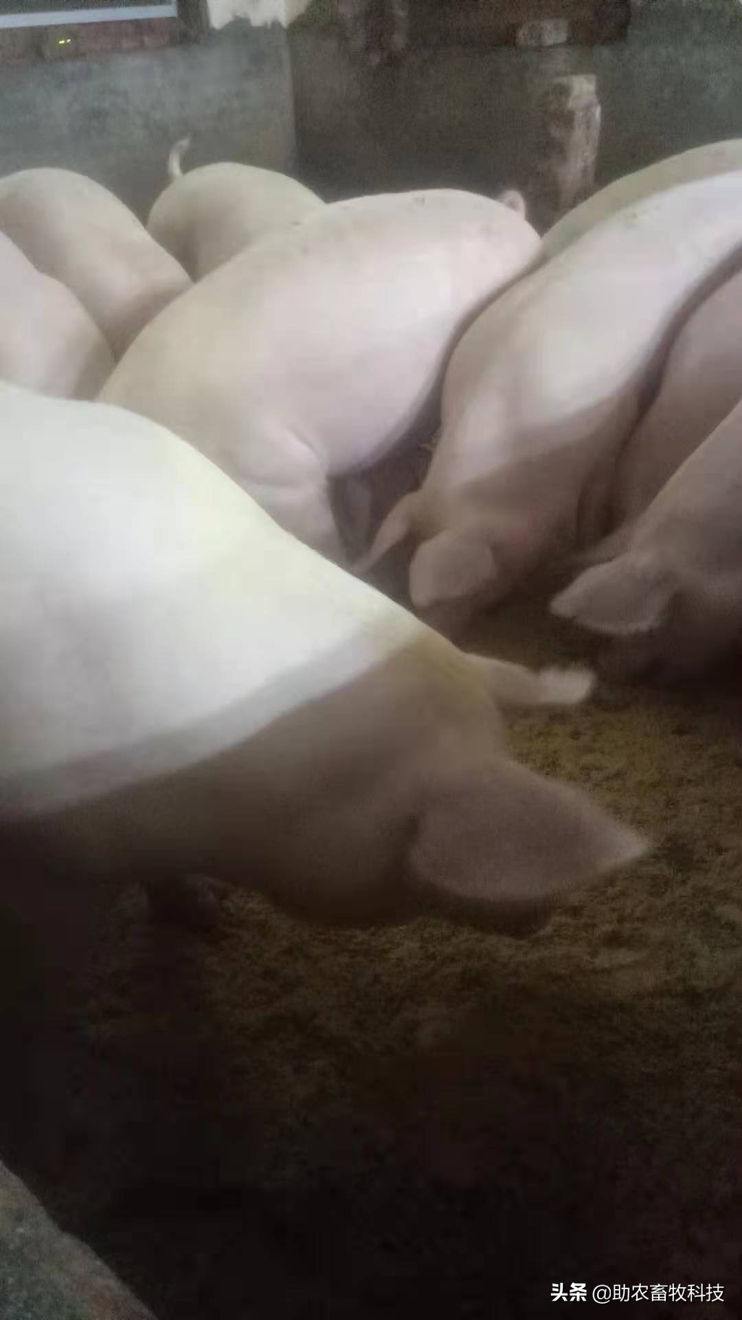 百色平果市这个猪场运用自制发酵中草药效果好，养殖信心倍增