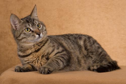 猫冷血无情是什么原因,猫冷酷无情是怎么回事