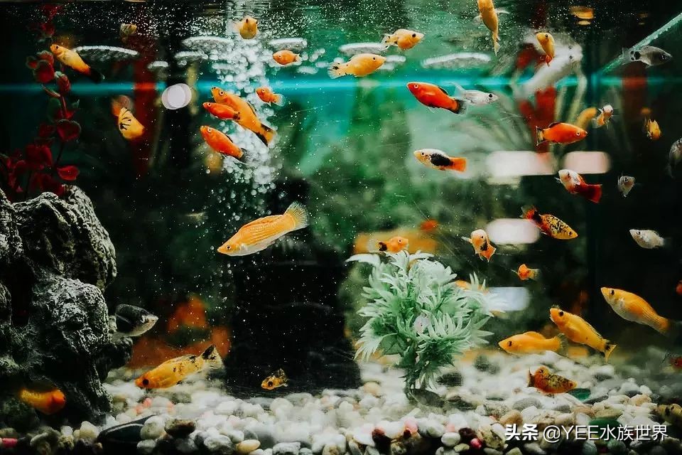 买硝化细菌是不是智商税,硝化细菌买液态的好还是买胶囊好