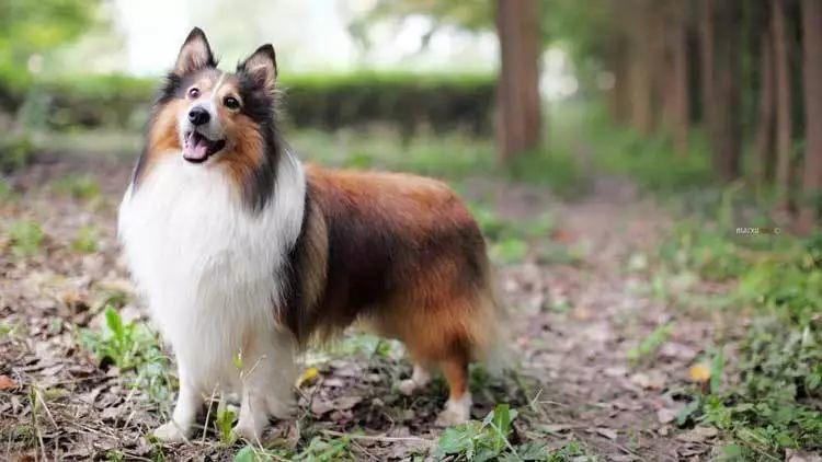 狗狗品种的分类你都了解吗,狗狗哪个品种当宠物狗更好