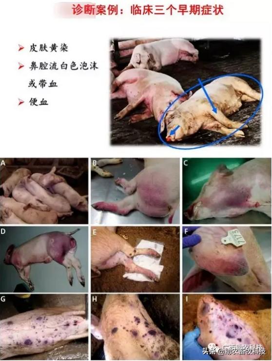 外购仔猪回来怎么处理,外购仔猪有什么风险