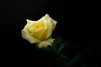 520情人节祝福送上真的太美了,最新的520情人节