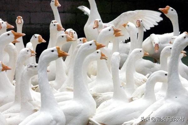 如今养鹅还有市场吗,养鹅形势