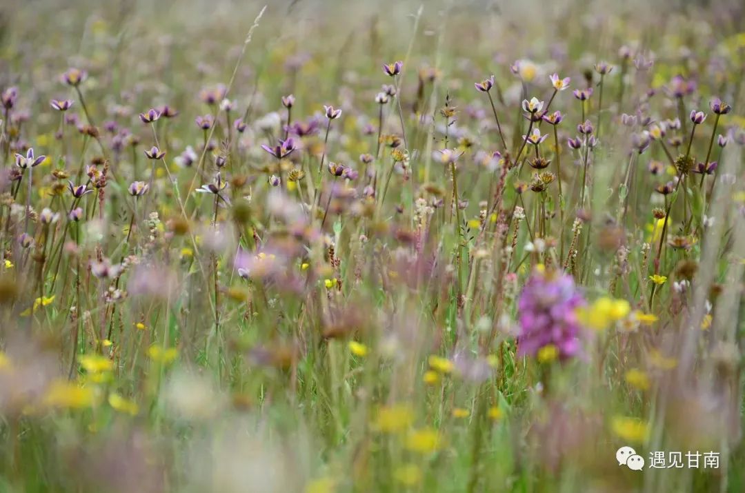 夏天的草原玛曲,夏天的玛曲草原