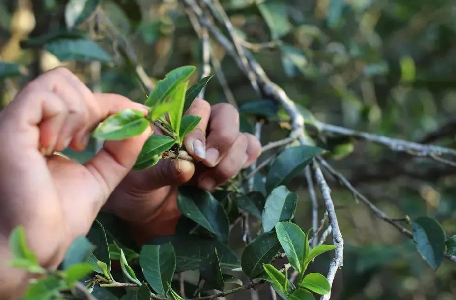 胃胀喝什么茶比较好,肠胃弱能喝茶吗
