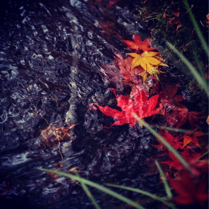 日本京都枫叶季旅游攻略,日本关西赏枫旅游攻略