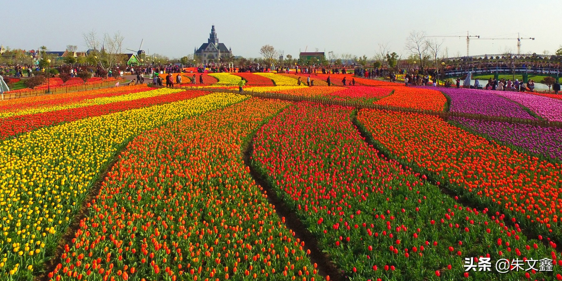 大丰荷兰花海郁金香开了没有,荷兰花海现在有郁金香吗