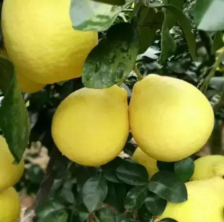 我为家乡代言||五彩玉林好风物，秒杀惊喜送不停