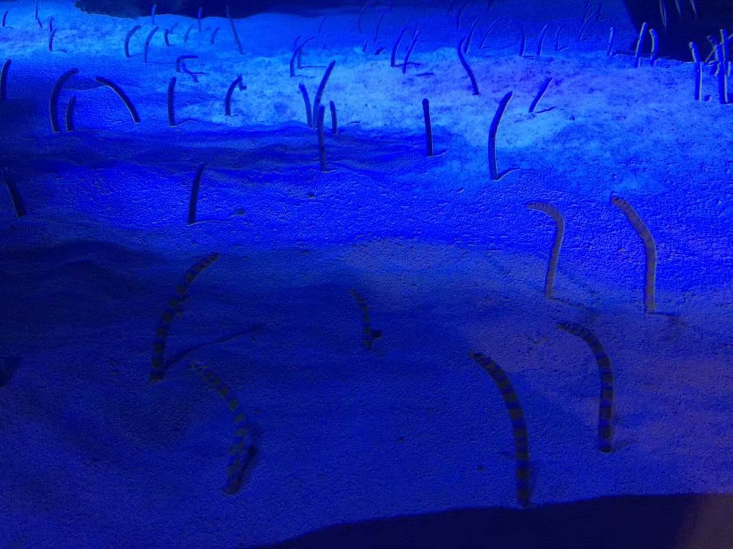 全球最大的长隆海洋公园,沉浸式参观长隆海洋王国