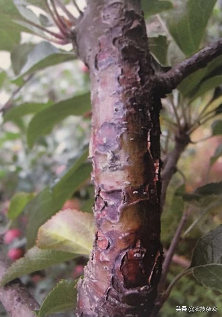 苹果干腐病怎样治疗,苹果干腐病怎么治疗