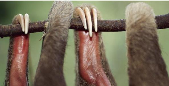 动物世界的生活方式,速度慢的动物世界