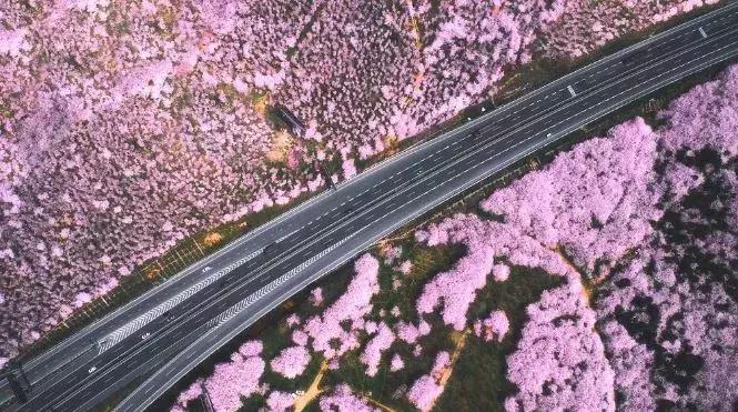 去日本观赏樱花最佳去哪个岛,去日本观赏樱花可能去什么岛