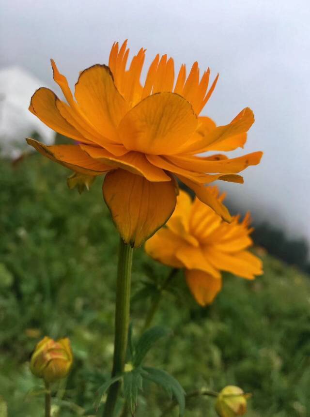 江苏金莲花,十大金莲花