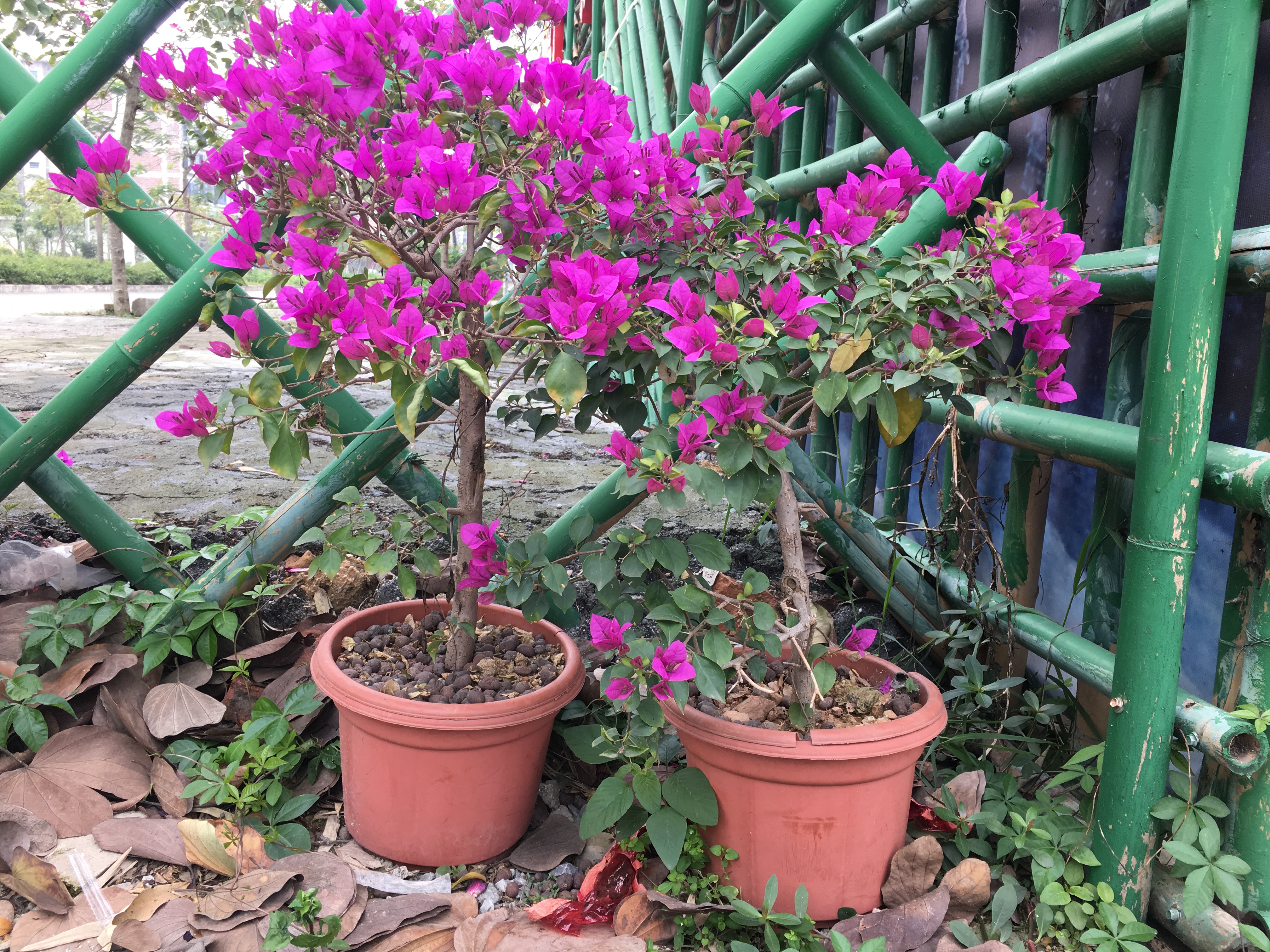 三角梅刚栽就烂根怎么回事,三角梅烂根用什么方法能补救