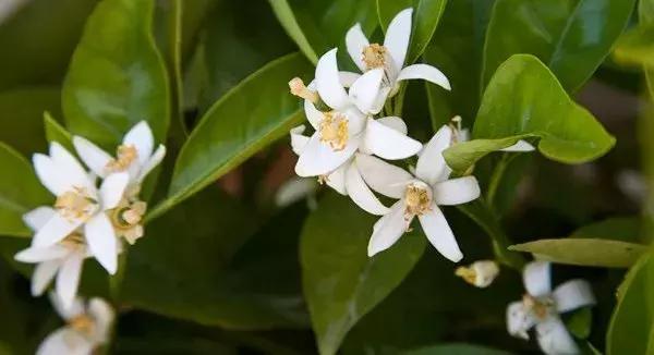 香奈儿22号香水,香奈儿22岁女生适合的香水