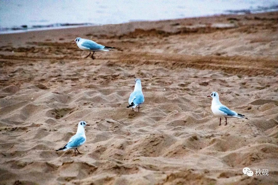 北戴河房车自驾游攻略,南戴河房车自驾游