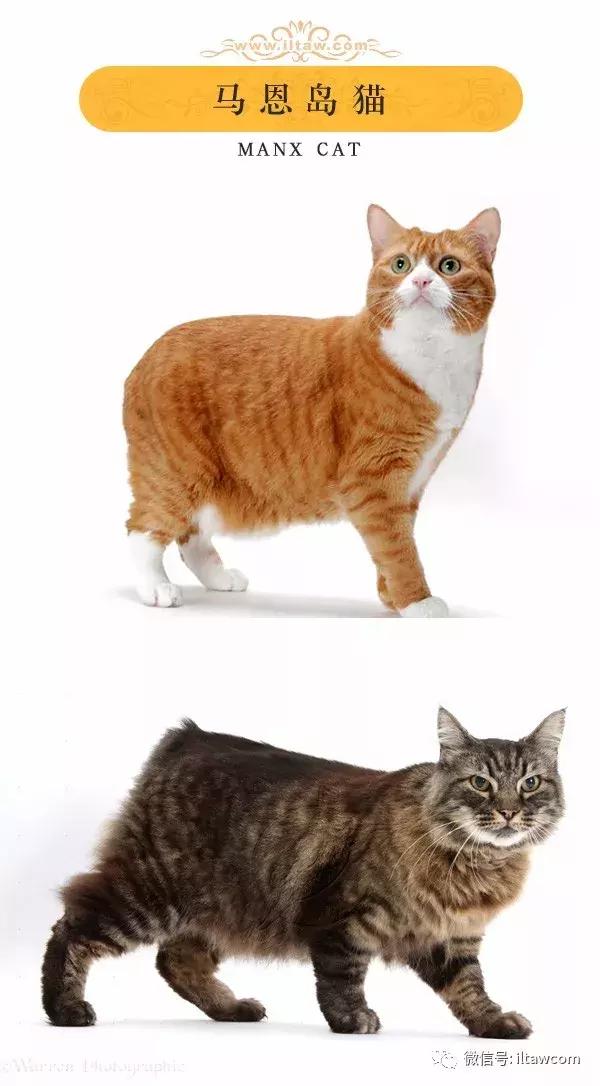 搜猫咪各种图片,世界猫咪图录