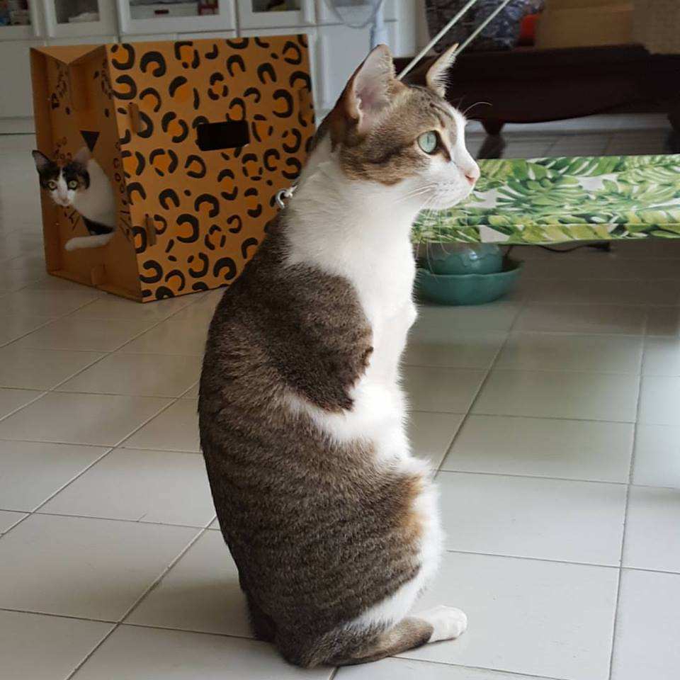 最早一批的网红猫咪,十大被做成网红猫的猫咪