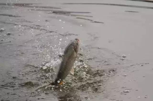 鱼塘鱼肝胆出现问题会怎么样,鱼失鳔怎么处理