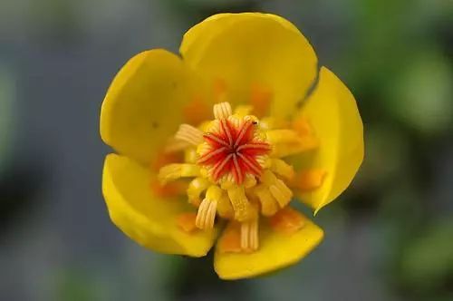 姘寸敓妞嶇墿鑺卞崏,鏅姘寸敓缁挎