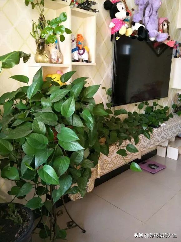 绿萝成灾的最佳方法,家里的绿萝也需要养护和管理