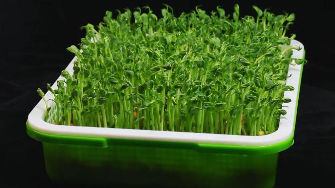 萝卜莴笋白菜黄花菜都是蔬菜,冬天萝卜白菜靠边站