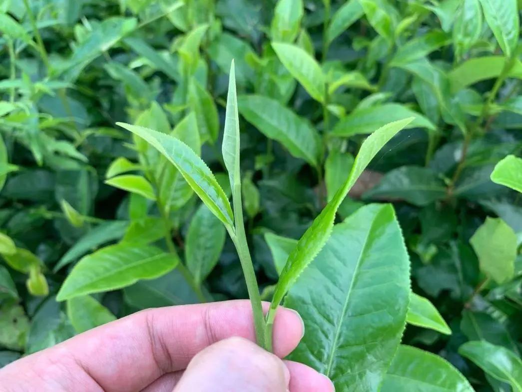 茶叶出口的理论基础是什么,茶叶出口指南最新版图解