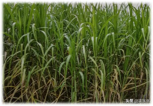 农业种植追肥是值得收藏的顺口溜,钾肥高产有什么作用
