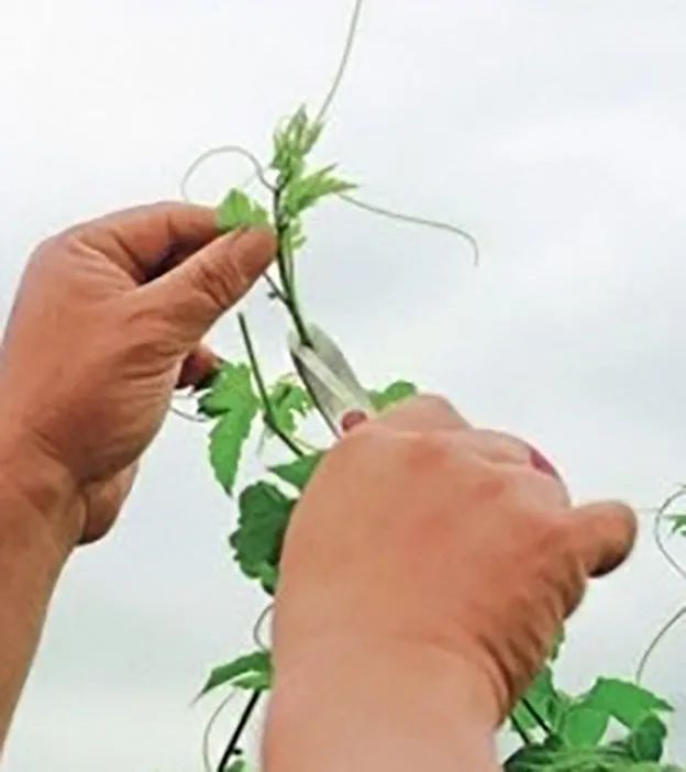 苦瓜开花坐果长不大怎么回事,苦瓜为什么老是开雄花不开雌花