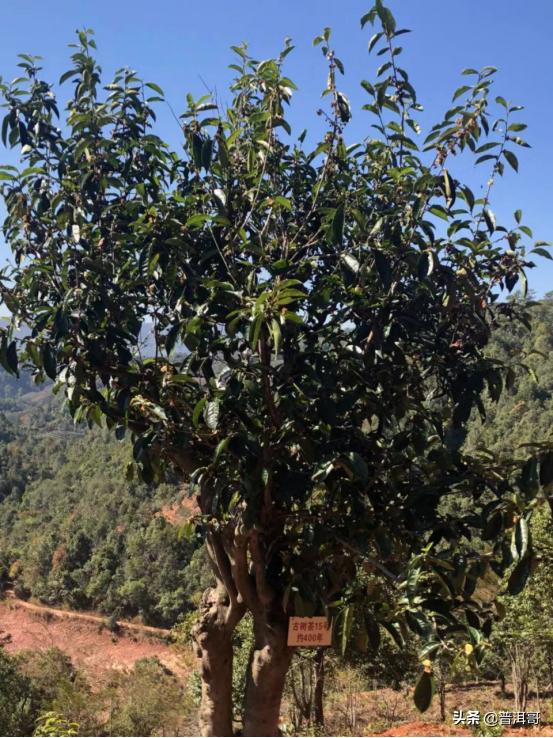 你想了解的普洱茶知识都在这里了,普洱茶的来龙去脉