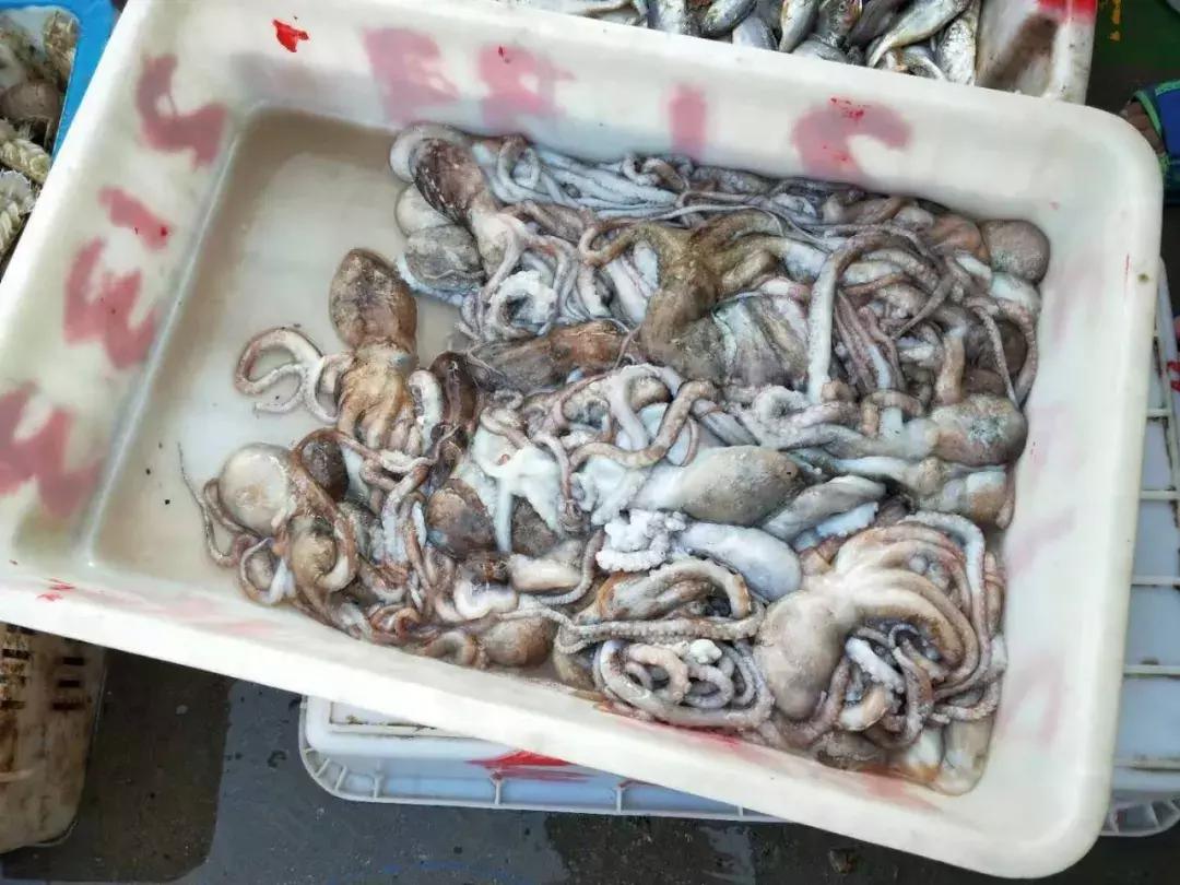 威海海鲜开海期,威海开海海鲜便宜还是贵