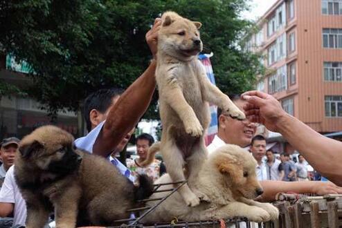 辨别“病狗”的方法在这里,有些“便宜”真的不要占