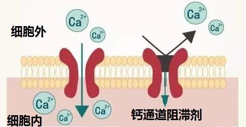 硝苯地平钙拮抗剂的降压药有哪些,降压药硝苯地平副作用如何消除
