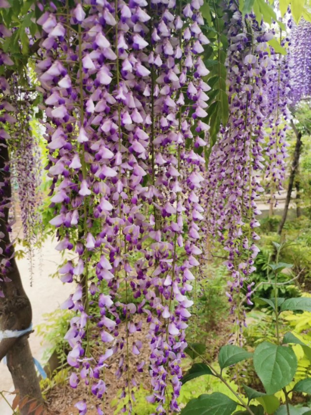 紫藤花开带你看世界,万紫花