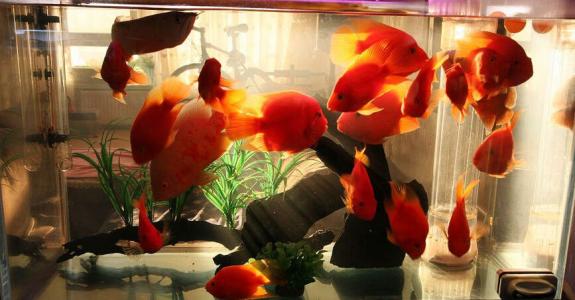 观赏鱼增色饲料配方,观赏鱼增体增色饲料用什么最好